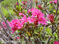 Foto: Rostblättrige Alpenrosen