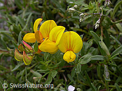 F011746: Gelbe Hauhechel