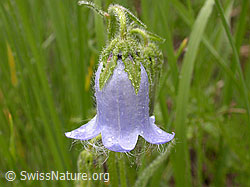 Foto: Bärtige Glockenblume (Campanula barbata)