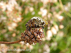 Photo: Getarnte Eichblatt-Radnetzspinne