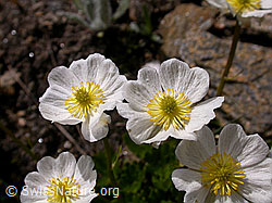 Foto: Blüten des Alpen-Hahnenfuss