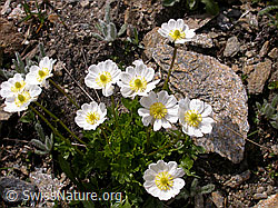 Foto: Alpen-Hahnenfuss (Ranunculus alpestris)