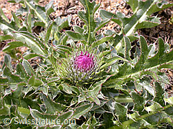 Foto: Stengellose Kratzdistel, Blätter und Knospe