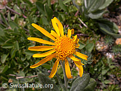 Foto: Berg-Alant, Blüte