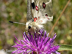 Apollofalter (Parnassius apollo) (F013118) Apollofalter (Parnassius apollo) (F013118)