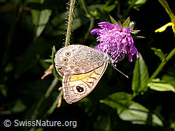 Photo: Braunauge (Lasiommata maera)