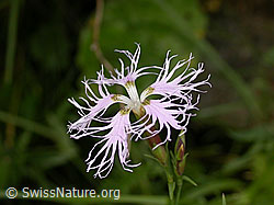 Photo: Pracht-Nelke (Dianthus superbus)
