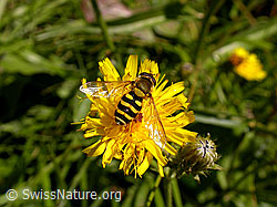 Grosse Schwebfliege (Syrphus ribesii) (F013613)