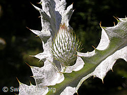 Foto: Eselsdistel (Onopordum acanthium)