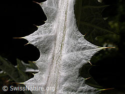 Foto: Eselsdistel (Onopordum acanthium)