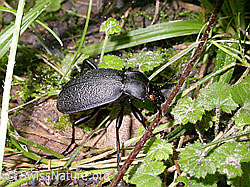 Photo: Carabus coriaceus