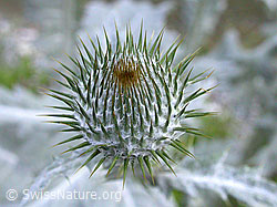 Foto: Eselsdistel, Knospe