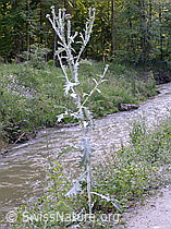 Foto: Eselsdistel