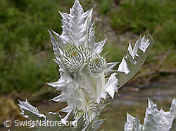 Foto: Eselsdistel, Knospen und Blätter
