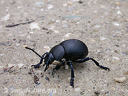 Foto: Bläulichvioletter Tatzenkäfer (Timarcha goettingensis)