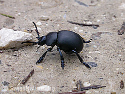 Foto: Bläulichvioletter Tatzenkäfer (Timarcha goettingensis)