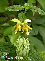 Foto: Echte Goldnessel, Blüten und Blätter