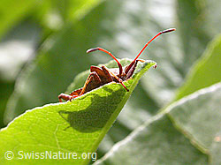 Grosse Randwanze (Coreus marginatus) (F013765)
