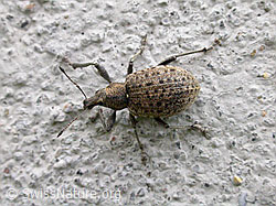 Variabler Plumprüssler (F013767)