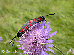 Gewöhnliche Widderchen (Zygaena filipendulae), Paarung (29.08.2004, F013785)