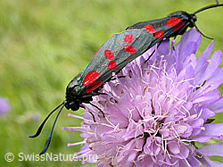 Photo: Gewöhnliche Widderchen (Zygaena filipendulae), Paarung