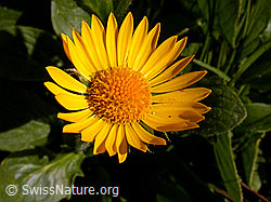 Foto: Blüte der grossköpfigen Gemswurz