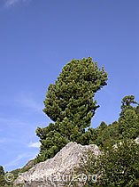 F014313: Arve