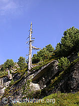 F014336: Abgestorbene Arve