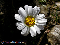 Foto: Blüte der gewöhnlichen Alpenmargerite