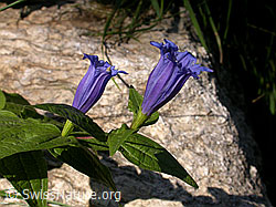 Foto: Schwalbenwurz-Enzian (Gentiana asclepiadea)