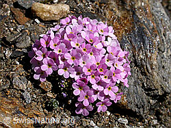 Foto: Alpen-Mannsschild, Polster
