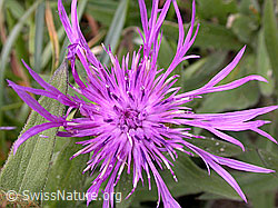 Foto: Federige Flockenblume, Blüte