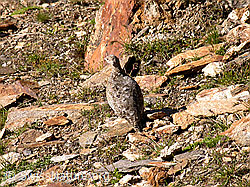 Photo: Schneehuhn im Sommerkleid