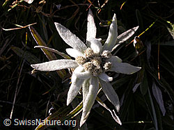 Foto: Edelweissblüte
