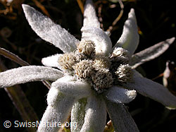 Foto: Edelweiss, Nahaufnahme