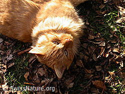 Foto: Katze (Felis catus) im herbstlichen Abendlicht