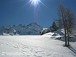 F021403: Schneebedeckte Landschaft mit Berg und Lärchen