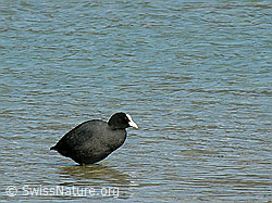 Photo: Coot, latin: Fulica atra