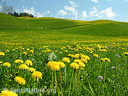 Photo: Wiese mit blühendem Löwenzahn und sanften Hügeln
