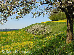 Foto: Blühende Kirchbäume mit blühendem Löwenzahn