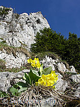 Photo: Primula auricula im Fels