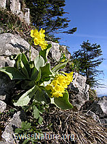 Photo: Primula auricula