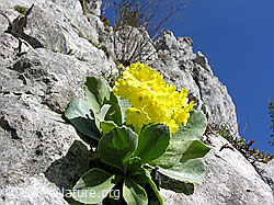 Photo: Flühblümchen auf Kalkfels
