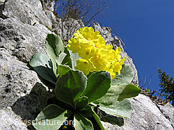 Photo: Flühblümchen