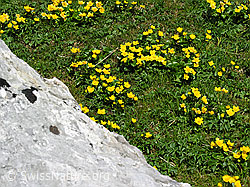 Foto: Sumpf-Dotterblumen neben Kalkfels