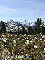 Photo: Frühlins-Krokusse