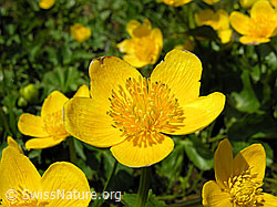 Foto: Sumpf-Dotterblumen, Blüte