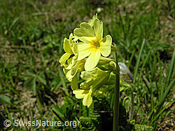 Foto: Wald-Schlüsselblume, Blüte