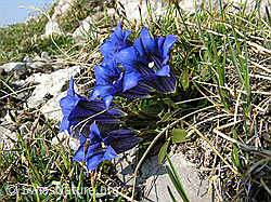 Foto: Culsius Enzian, Gruppe