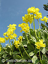 Photo: Gruppe Flühblümchen